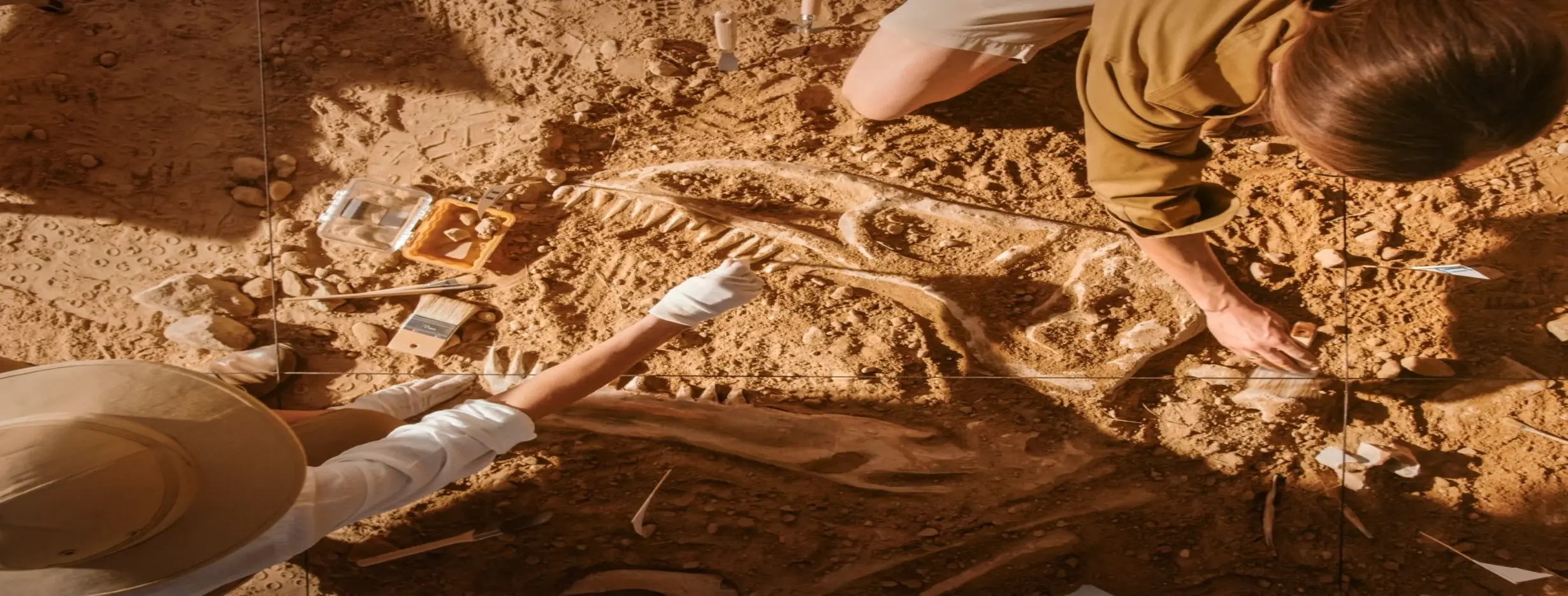 Image for Archaeological Digs